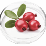 Bearberry