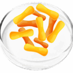 Lactobacillus Cassei