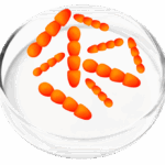 Lactobacillus Crispatus