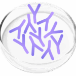 Lactobacillus Plantarum