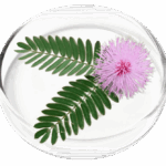 Mimosa Pudica