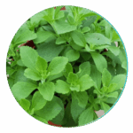 Stevia (Natural Sweetener)