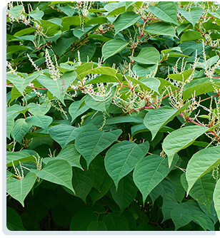 Japanese Knotweed