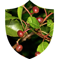 Prosta Defend - Pygeum Africanum