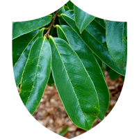 Prosta Defend - Soursoup