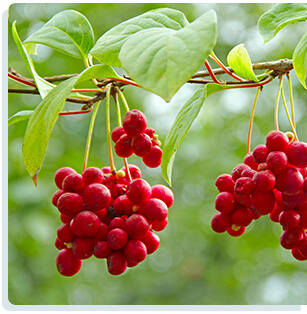 Schisandra